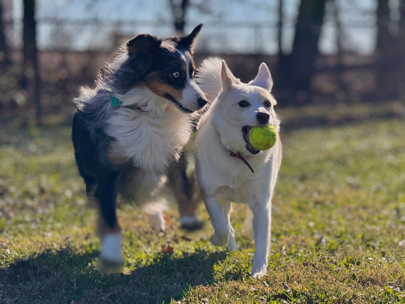 Doggie Daycare - Image 2