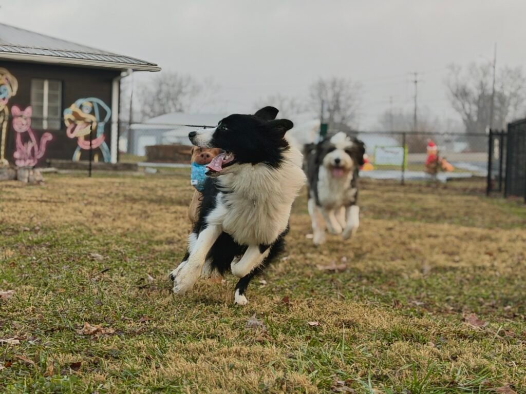 Doggie Daycare