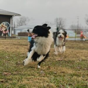 Doggie Daycare