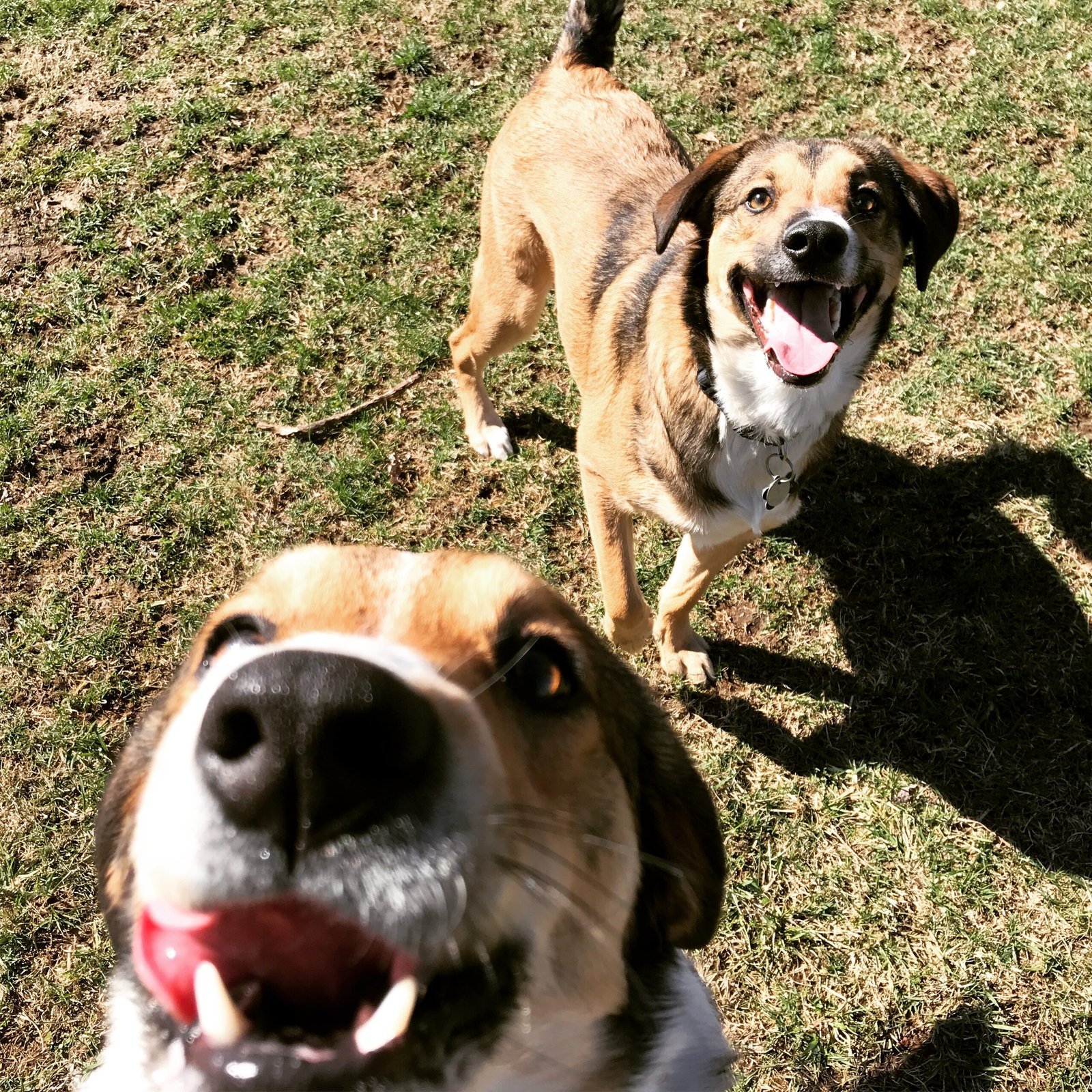 Doggie Daycare - Image 4