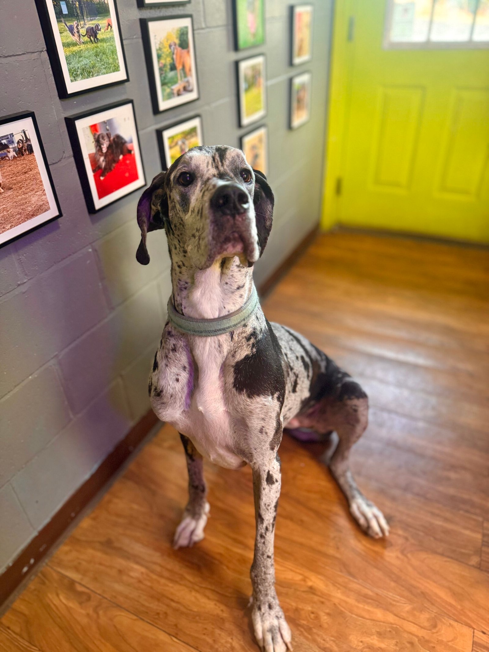 Doggie Daycare - Image 5