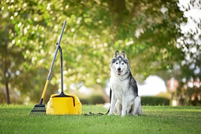 Lawn Waste Removal Services - Image 2