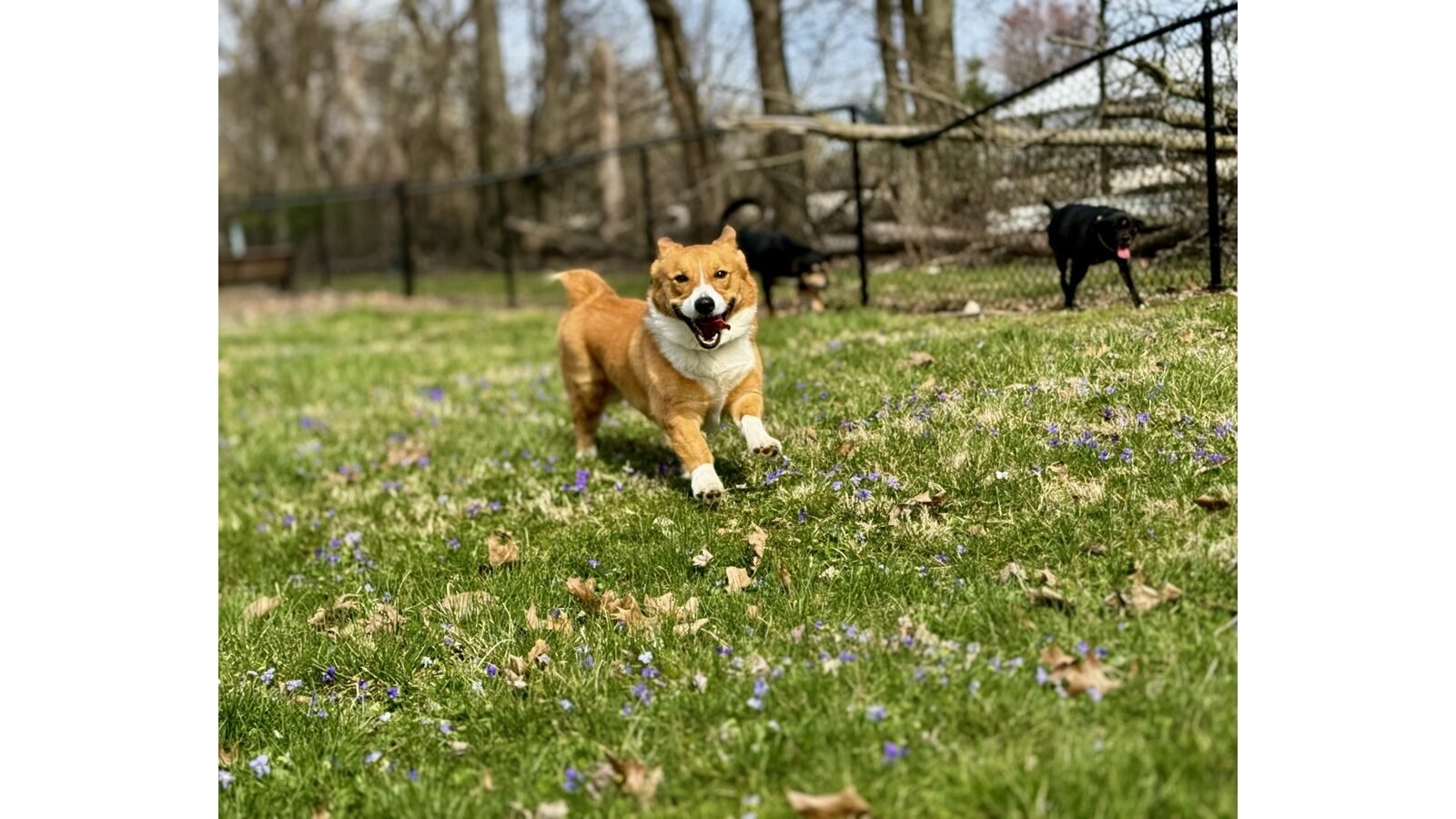 Doggie Daycare - Image 6
